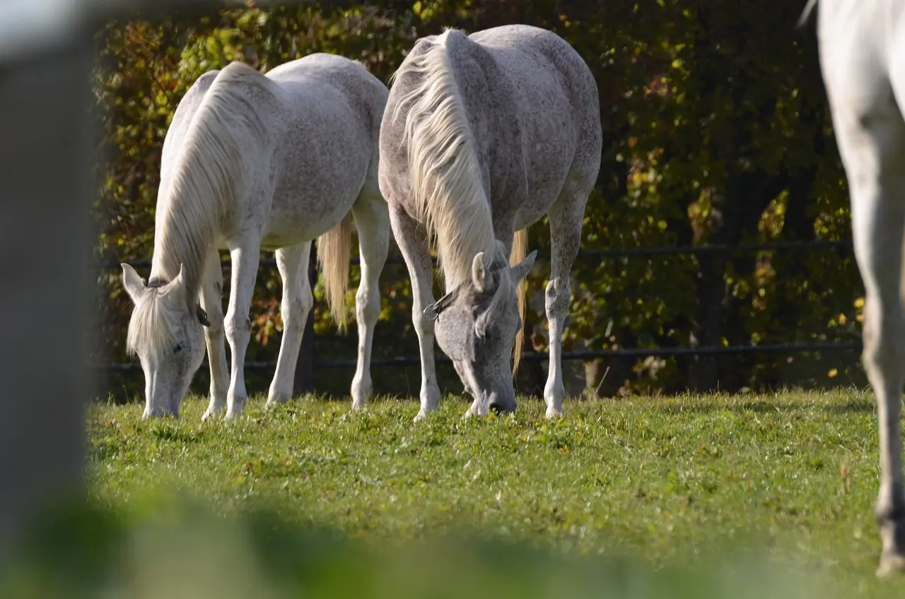 Caballos salvajes